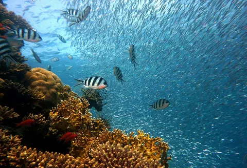 fish, underwater, corals, sea, ocean, coral reef, school of fish, school, diving, water, underwater world, reef, nature, water creatures