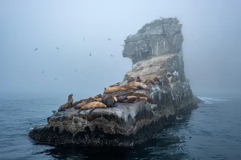 seals, mist, island, nature, ocean